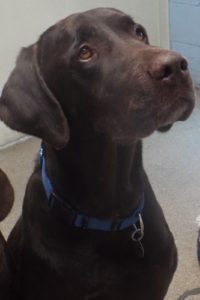 Picture of Boomer