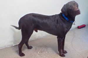 Picture of Boomer