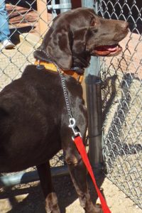 Picture of Boomer