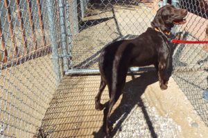 Picture of Boomer