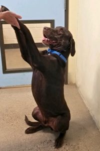 Picture of Boomer