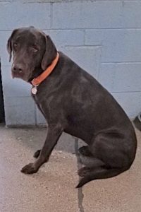 Picture of Boomer