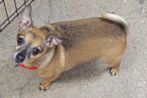 Picture of Buddy Boy