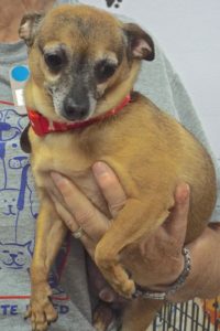 Picture of Buddy Boy