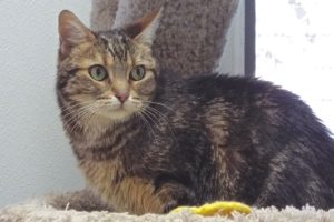 Picture of Cleocatra