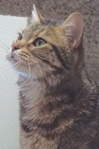 Picture of Cleocatra