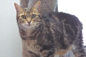 Picture of Cleocatra