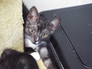 Picture of Cottonelle