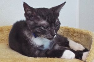 Picture of Cottonelle