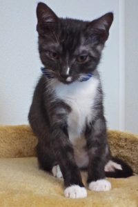 Picture of Cottonelle