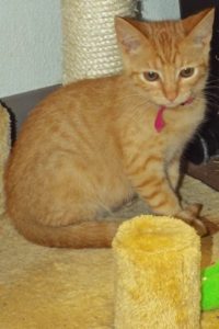 Picture of Derby