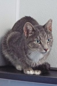 Picture of Grey Baby