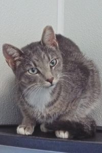 Picture of Grey Baby