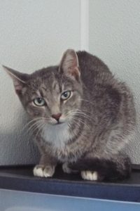 Picture of Grey Baby