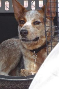 Picture of Gunner
