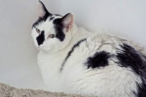Picture of Jojo