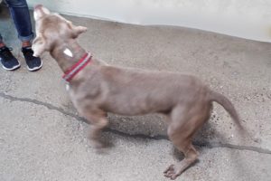Picture of Libby