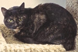Picture of Lola