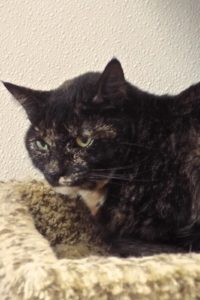Picture of Lola