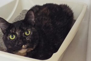 Picture of Lola