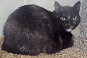 Picture of Lola