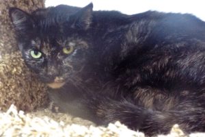 Picture of Lola