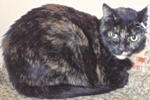Picture of Lola