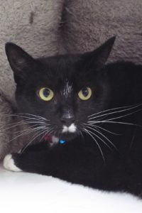 Picture of Luna