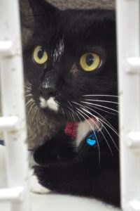Picture of Luna
