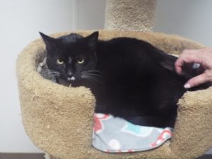 Picture of Luna