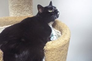 Picture of Luna