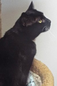 Picture of Luna
