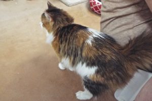Picture of Mimosa