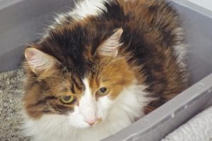 Picture of Mimosa