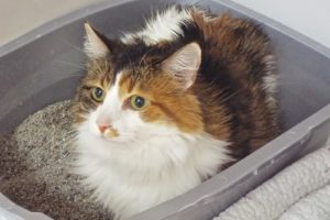 Picture of Mimosa