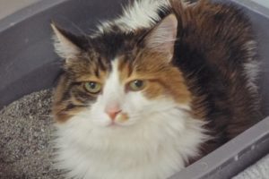 Picture of Mimosa