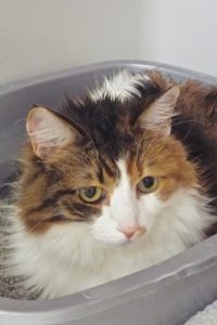 Picture of Mimosa