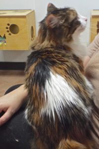 Picture of Mimosa