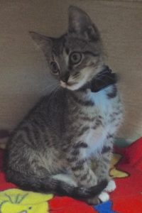 Picture of Neutron