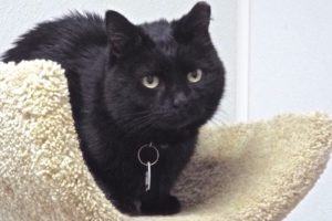 Picture of Paisley