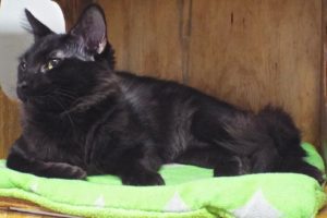 Picture of Raven