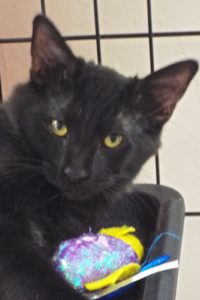 Picture of Raven