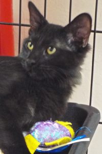 Picture of Raven