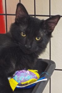 Picture of Raven