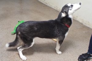 Picture of Rhea