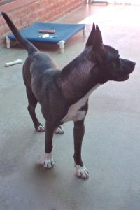 Picture of Rocky