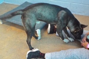 Picture of Rocky