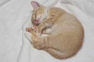 Picture of Saffron
