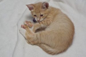 Picture of Saffron