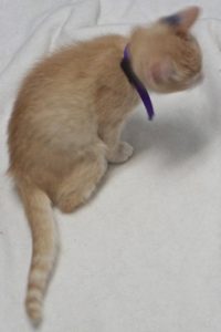 Picture of Saffron